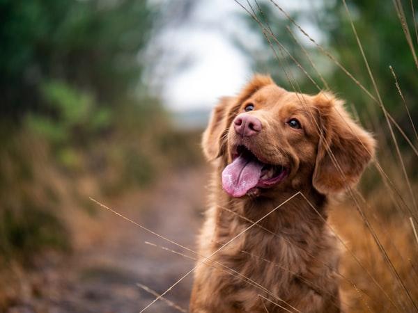 Rescue & Rehome
