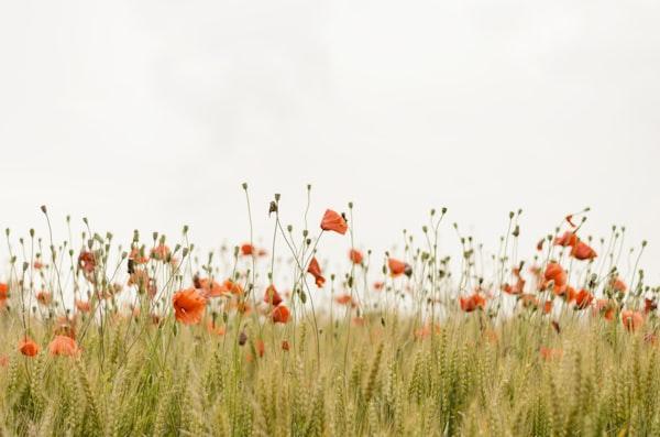 Urban Forest Initiative
