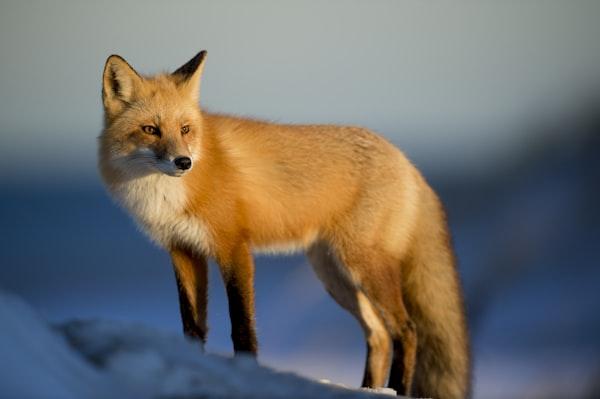 Wildlife Sanctuary USA