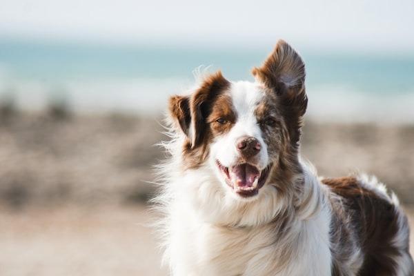 Bright Future Foundation Pet with Desabandon