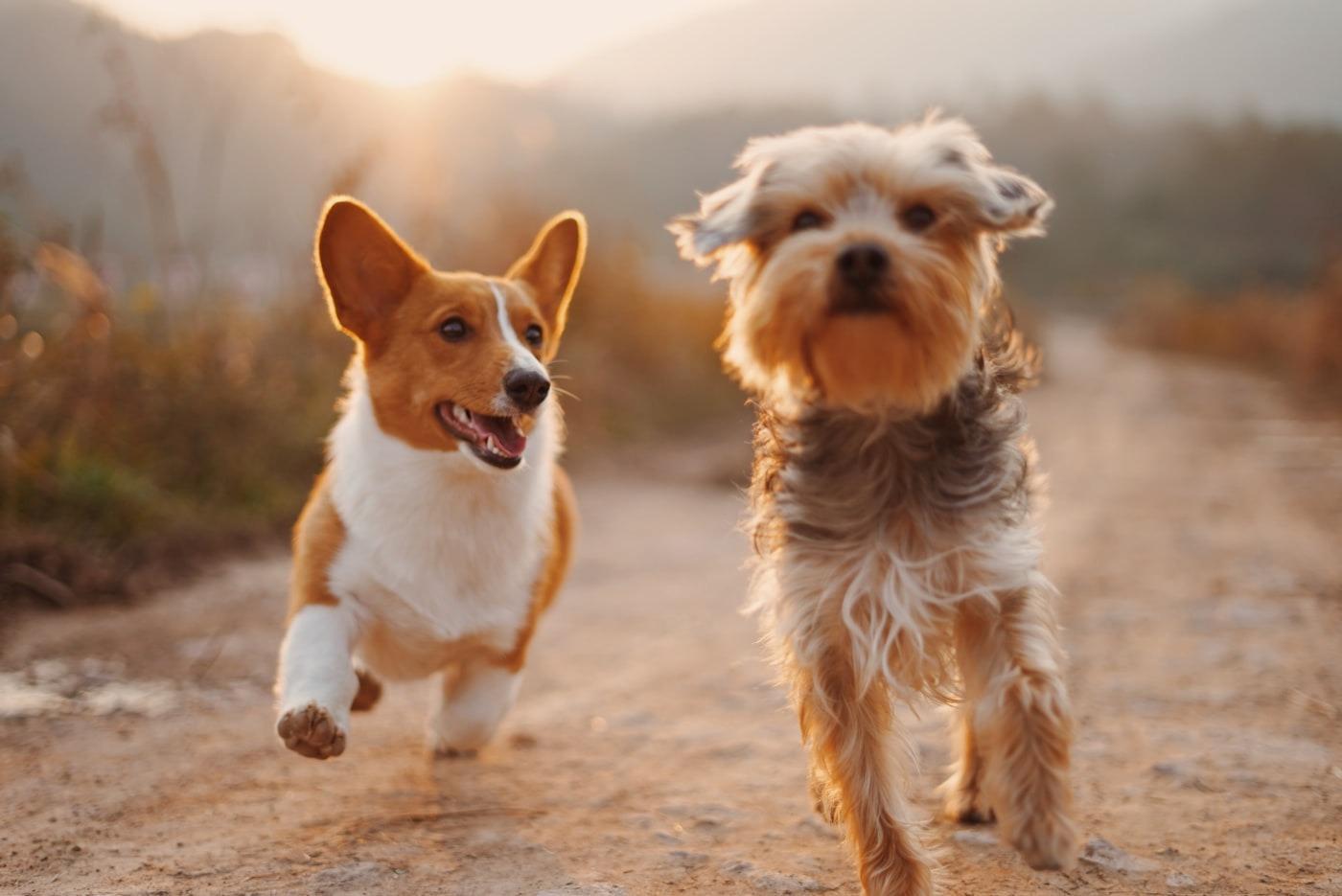 Bright Future Foundation pet adoption fair