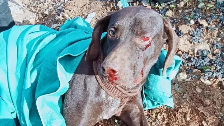 Another dog hit by a car and left to die