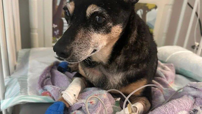 Help with Duda's Surgery